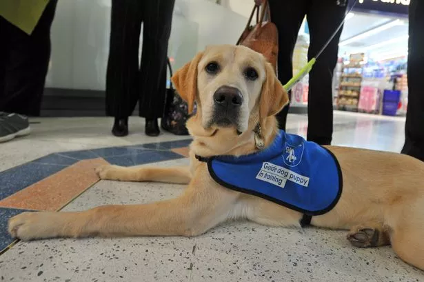 Do you want to volunteer with Guide Dogs for the Blind
