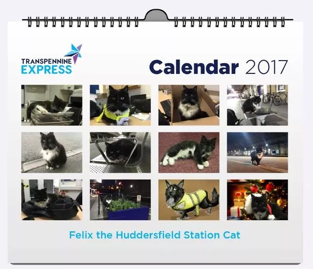 guess-how-much-huddersfield-railway-station-cat-felix-has-raised-for-charity-huddersfield-examiner
