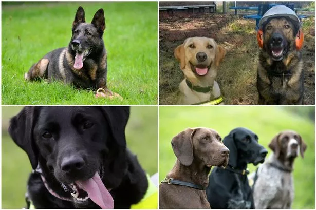 Crufts wants to celebrate dogs that have helped their humans in extraordinary ways